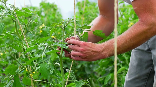 美国密歇根州查塔姆市的有机农场，一名年轻男子正在种植绿色植物视频素材