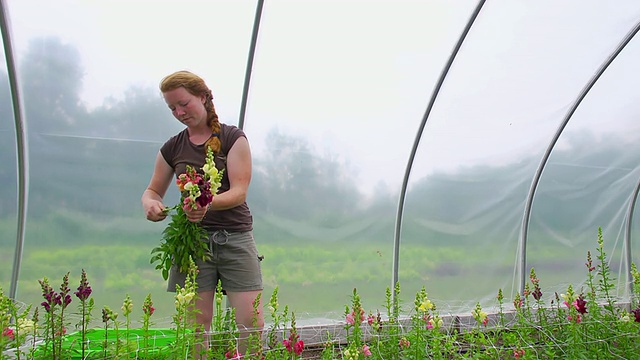 MS SLO MO PAN拍摄于美国密歇根州查塔姆市的有机农场，一名年轻女子在绿色温室中采摘鲜花视频素材