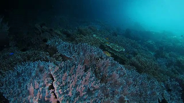 印度尼西亚拉贾安帕海面下丰富的珊瑚礁视频素材