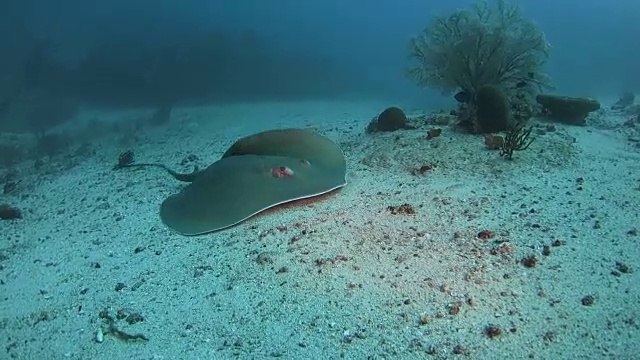 黄貂鱼在印度尼西亚的海底沙滩上游泳视频素材