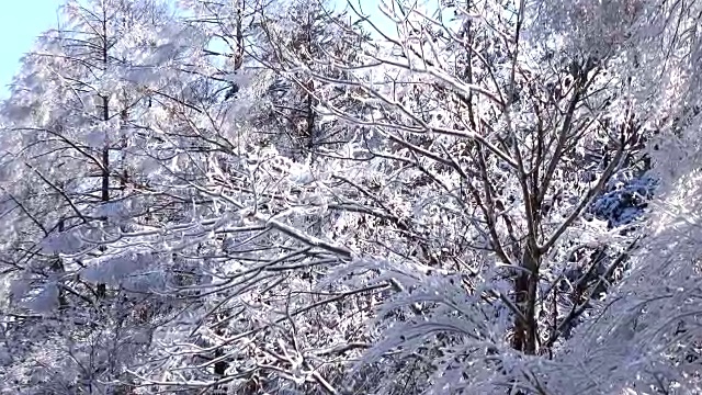 冬天的雪景视频素材