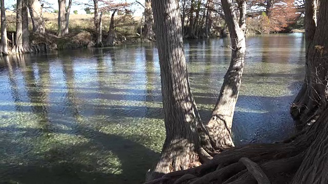 德州麦地那河柏树的右边视频素材