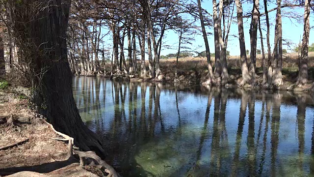 德克萨斯州麦地那河的柏树倒映在水中视频素材