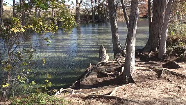 德克萨斯州麦地那河岸边的柏树视频素材