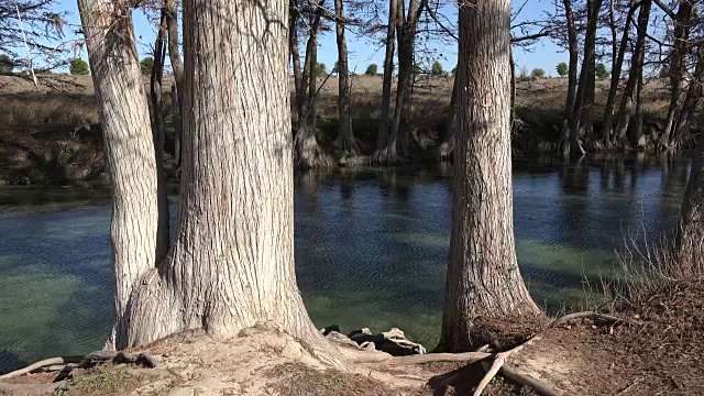 德克萨斯州麦地那河岸边的柏树视频素材