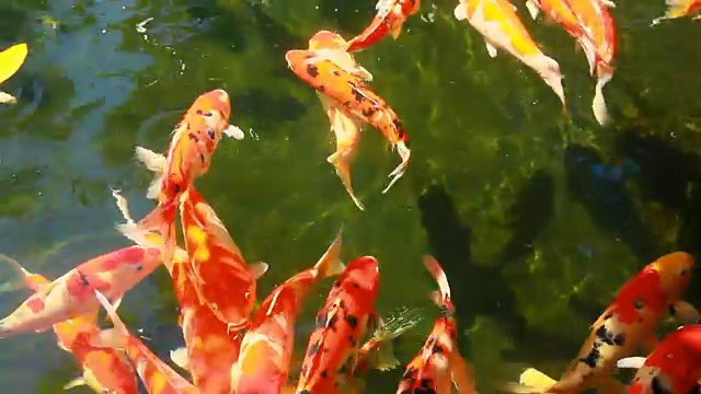 鲤鱼锦鲤在池塘里游水视频素材