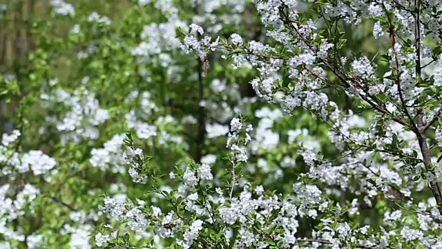 樱花盛开的全景。视频素材