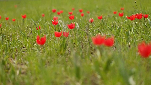 美丽的红色郁金香花坛-慢镜头视频素材