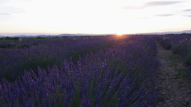 夕阳下的薰衣草田视频素材