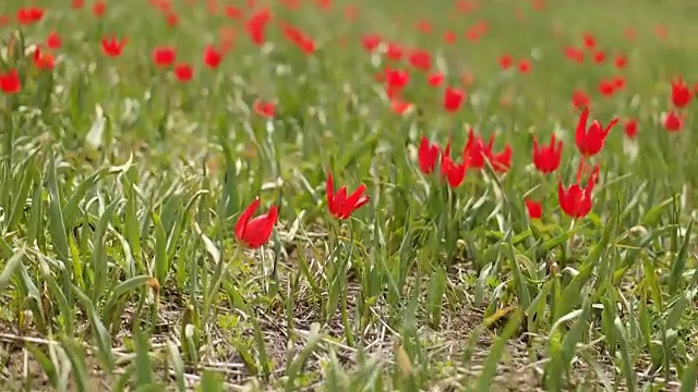 漂亮的红色郁金香花坛视频素材