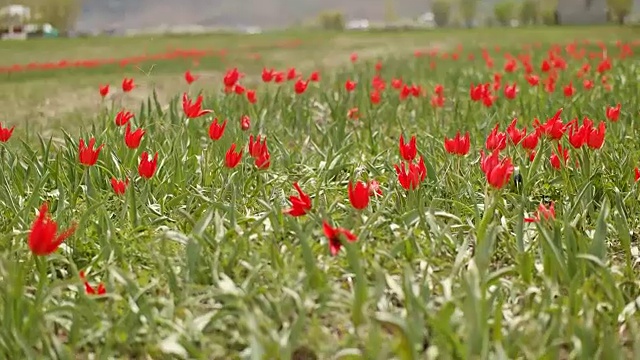 漂亮的红色郁金香花坛视频素材