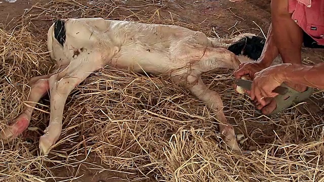 当地农场的农民正在给新生牛犊剪指甲视频下载