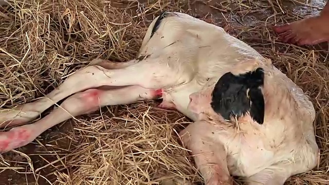 当地农场的农民剪断新生牛犊的脐带视频下载