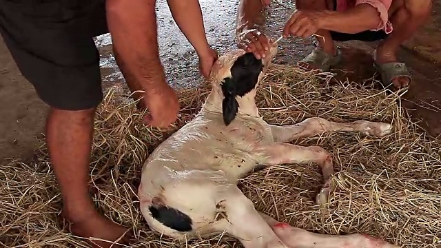 农民用稻草清洁新生小牛的鼻子视频素材