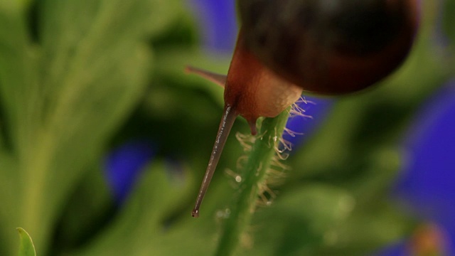 植物上的蜗牛特写视频素材