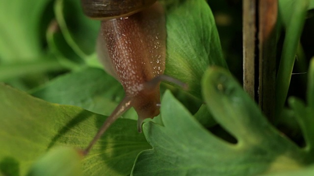 植物上的蜗牛特写视频素材