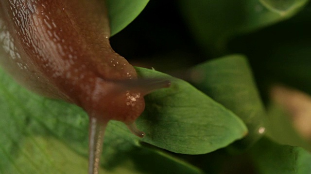 植物上的蜗牛特写;叶子因重量而下垂视频素材