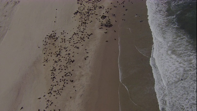 经过海角毛皮海豹殖民地，骷髅海岸，纳米比亚视频素材