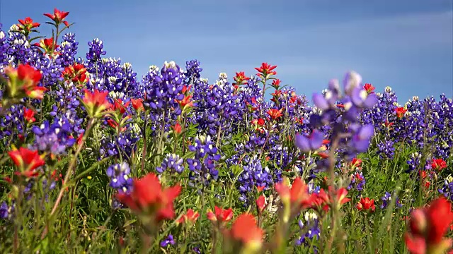 德克萨斯州山地的野花——矢车菊和印第安人的画笔视频素材