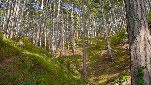 山地针叶林视频素材