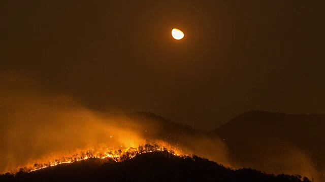 森林火灾。视频素材