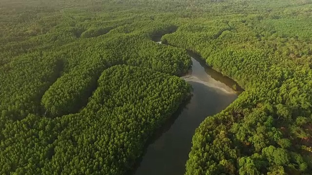 泰国红树林鸟瞰图视频素材