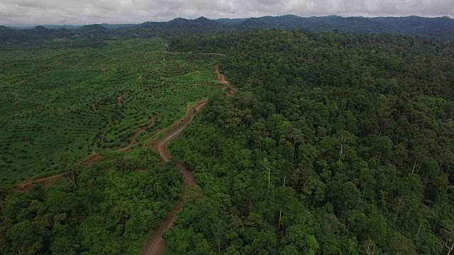 热带雨林保护区与棕榈油种植园边界线的高空图视频素材