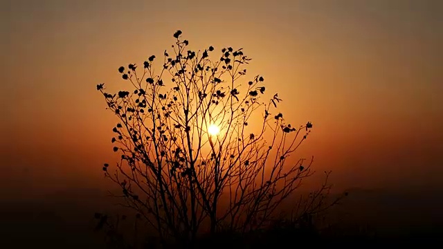 枝干中的缤纷夕阳视频下载