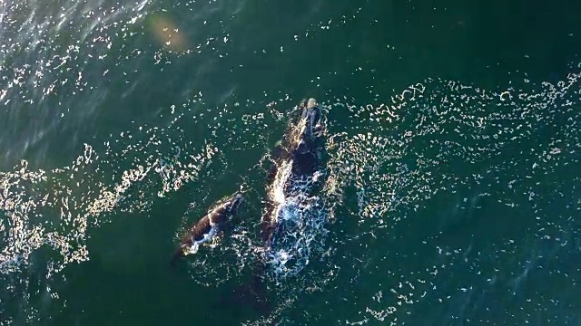 在海湾里避难视频素材