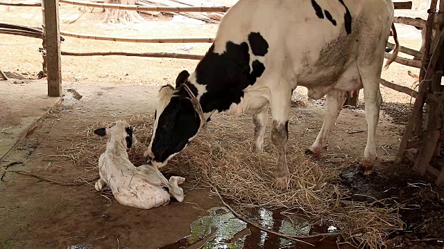 母牛在给新生婴儿洗澡视频下载