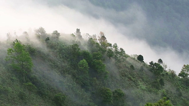 雾在泰国热带雨林山上移动视频素材