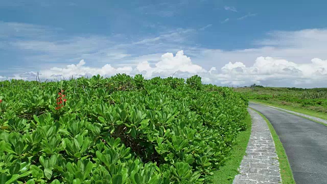 4K，路径和热带植物。日本冲绳视频素材