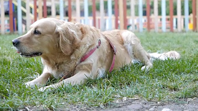 可爱的雌性金毛猎犬在公园里嚼着一根棍子视频素材