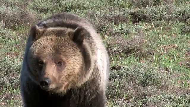 一只灰熊(Ursus arctos horribilis)靠近镜头视频素材