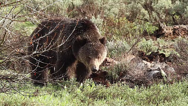 一只灰熊(Ursus arctos horribilis)正在捕食猎物视频素材