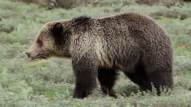 MS PL拍摄到一只灰熊(Ursus arctos horribilis)在草地上行走视频素材