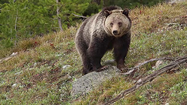 MS拍摄到一只灰熊(Ursus arctos horribilis)走近相机，站在一块岩石上视频素材