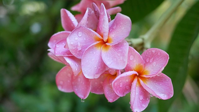 粉色花朵鸡蛋花视频素材