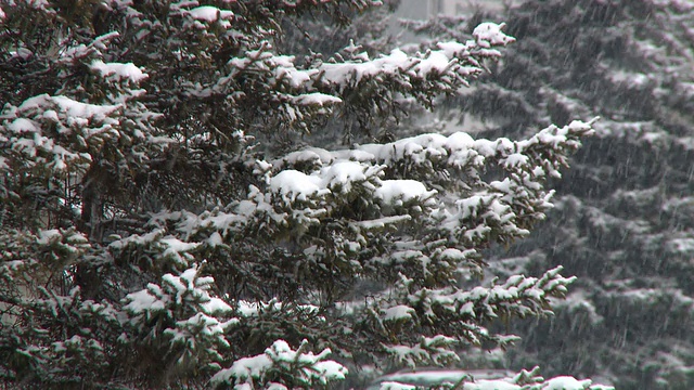 雪和树视频下载