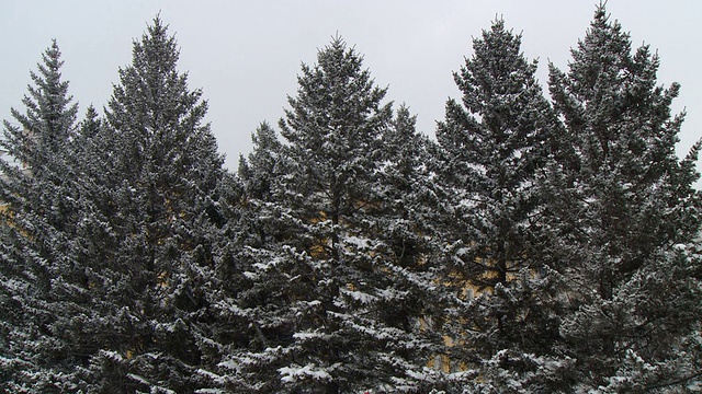 冬天的雪和树视频下载