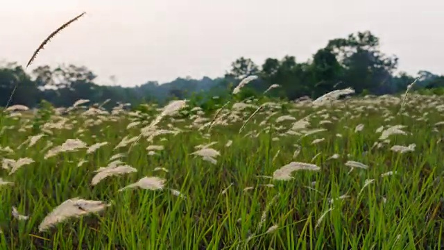 夕阳落在草花田里，时光流逝视频素材