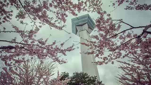 日本五横阁馆，樱花盛开视频素材