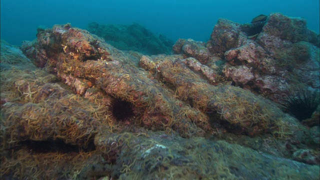 岩石海床覆盖着脆星(蛇夫星座)，加利福尼亚州，美国视频素材