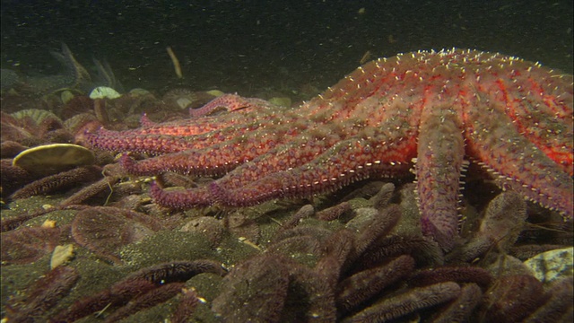 向日葵海星(Pycnopodia helianthoides)以沙美元(Clypeasteroida)为食，位于美国加利福尼亚州的海床上视频素材