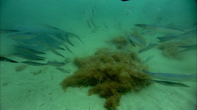 在南非的海底，黄貂鱼(Dasyatis sp.)以长尾鱿鱼(Loligo vulgaris reynaudii)的卵为食视频素材