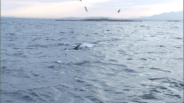 南非，南非海豹(Arctocephalus pusillus)跳跃以躲避攻击大白鲨(Carcharodon carcharias)视频素材