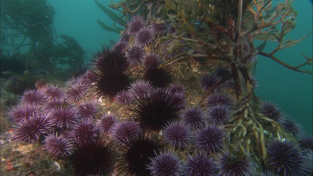 美国加州，海带和紫海胆(Strongylocentrotus purpuratus)依附在海床上视频素材