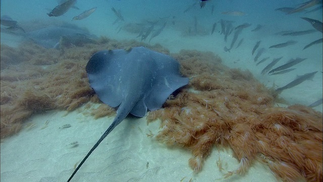 在南非的海底，黄貂鱼(Dasyatis sp.)以长尾鱿鱼(Loligo vulgaris reynaudii)的卵为食视频素材