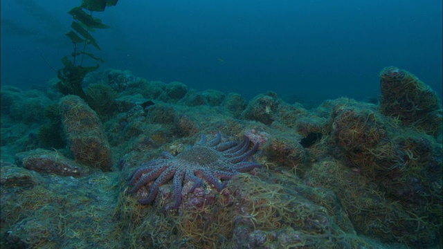 倾斜到向日葵海星(Pycnopodia helianthoides)海床上，美国加利福尼亚视频素材