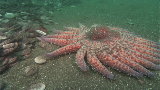 向日葵海星(Pycnopodia helianthoides)以沙美元(Clypeasteroida)为食，位于美国加利福尼亚州的海床上视频素材